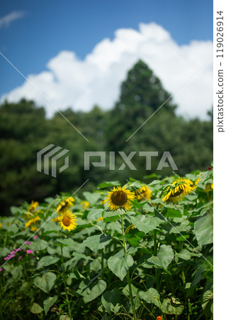 向日葵領域和藍天 向日葵領域和藍天 119026914
