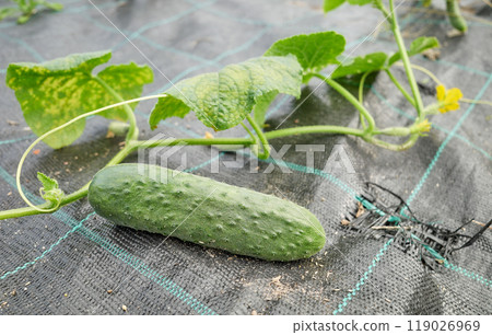 Close up picture of cucumber on patch covered with plastic mulch, selective focus. Close up picture of cucumber on patch covered with plastic mulch, selective focus. 119026969