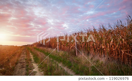 A dirt road by a cornfield at sunset. 119026976