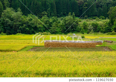 Ripened rice fields and rice paddies [Nagano Prefecture] 119027030