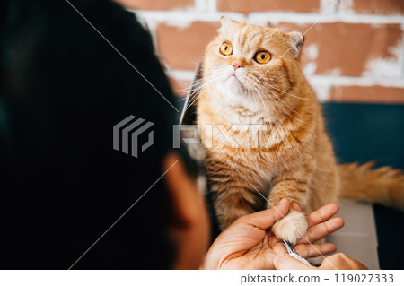 In a pet care setting, a woman carefully trims the nails of a Scottish Fold cat, promoting hygiene and well-being. A close examination captures the precision and care involved in cat nail trimming. In a pet care setting, a woman carefully trims the nails of a Scottish Fold cat, promoting hygiene and well-being. A close examination captures the precision and care involved in cat nail trimming. 119027333