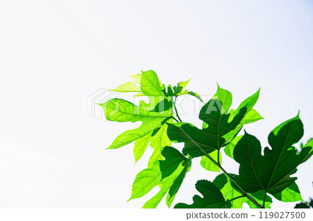 Mulberry leaves Mulberry leaves 119027500