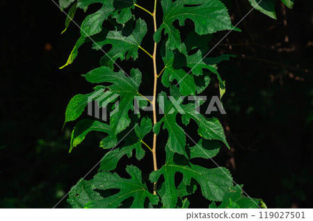 桑葉 桑葉 119027501