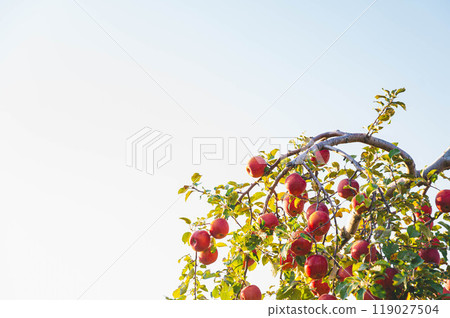 Autumn sky and red apples Sanbuji Autumn sky and red apples Sanbuji 119027504