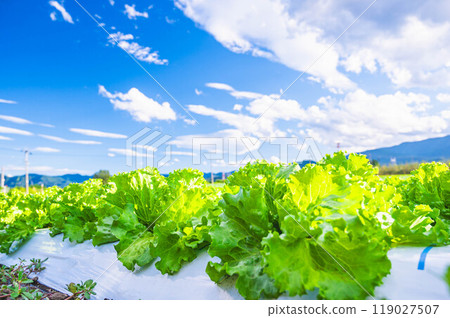 Shinshu highland lettuce 119027507