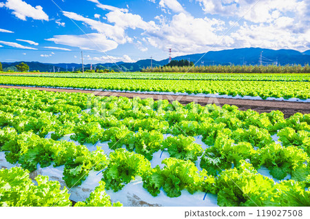 Autumn lettuce field, Matsumoto City Autumn lettuce field, Matsumoto City 119027508