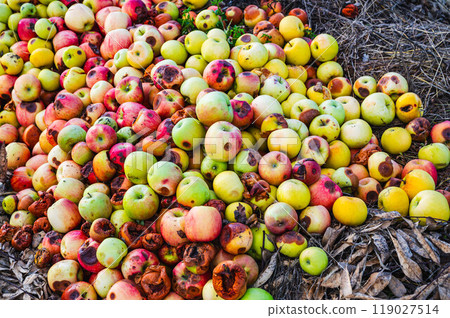 Composting rotten apples Composting rotten apples 119027514