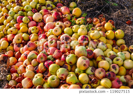 Composting rotten apples Composting rotten apples 119027515