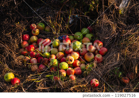 腐爛的蘋果用於堆肥 腐爛的蘋果用於堆肥 119027516