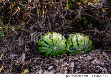 Composting Rotten Watermelons 119027517