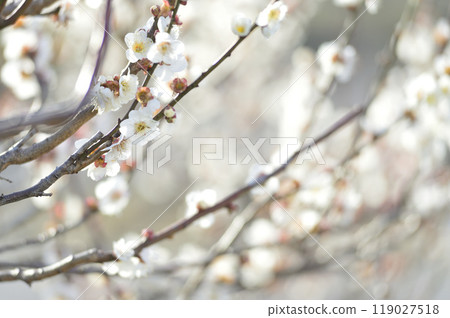 Spring coming 119027518