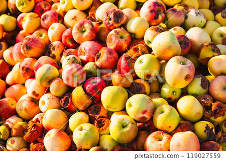 Composting rotten apples Composting rotten apples 119027559