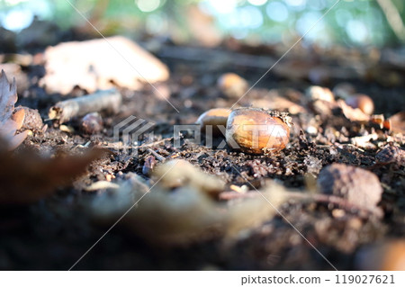 This year's acorns are plentiful. 119027621