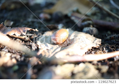 This year's acorns are plentiful. This year's acorns are plentiful. 119027623