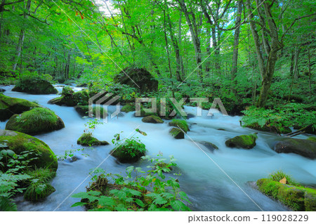 大自然創造的苔蘚岩石和流水-奧入瀨的風景 大自然創造的苔蘚岩石和流水-奧入瀨的風景 119028229