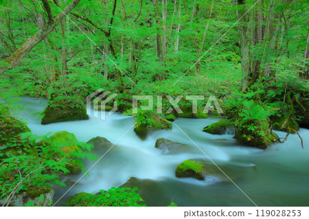 大自然創造的苔蘚岩石和流水－奧入瀨的風景 119028253