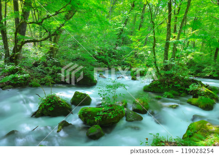 大自然創造的苔蘚岩石和流水－奧入瀨阿修羅溪的風景 119028254