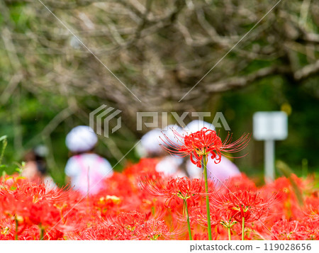 A seasonal sight in autumn: Children on an excursion and gorgeously blooming red spider lilies A seasonal sight in autumn: Children on an excursion and gorgeously blooming red spider lilies 119028656
