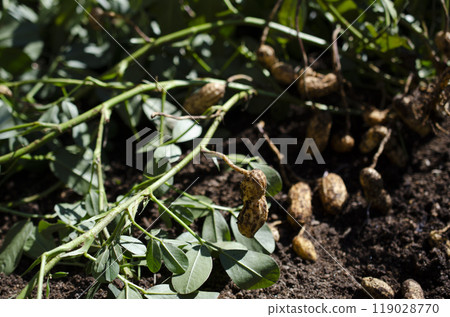 Peanut harvest 119028770