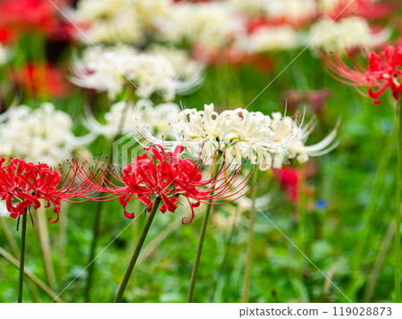 秋季傳統：美麗的紅白紅蜘蛛百合 119028873
