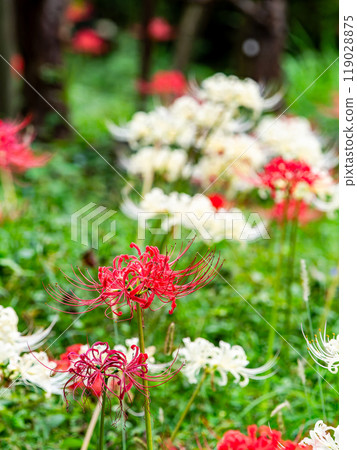 A seasonal feature of autumn: the gorgeous red and white blooms of red spider lilies 119028875