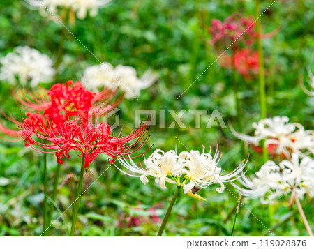 A seasonal feature of autumn: the gorgeous red and white blooms of red spider lilies A seasonal feature of autumn: the gorgeous red and white blooms of red spider lilies 119028876