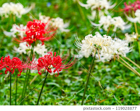 A seasonal feature of autumn: the gorgeous red and white blooms of red spider lilies 119028877