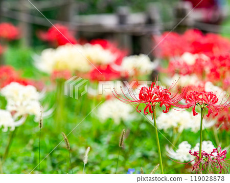 A seasonal feature of autumn: the gorgeous red and white blooms of red spider lilies A seasonal feature of autumn: the gorgeous red and white blooms of red spider lilies 119028878