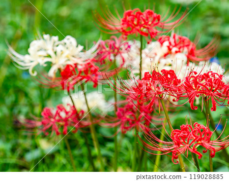 秋季傳統：美麗的紅白紅蜘蛛百合 119028885