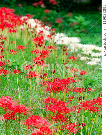 A seasonal feature of autumn: the gorgeous red and white blooms of red spider lilies A seasonal feature of autumn: the gorgeous red and white blooms of red spider lilies 119028893