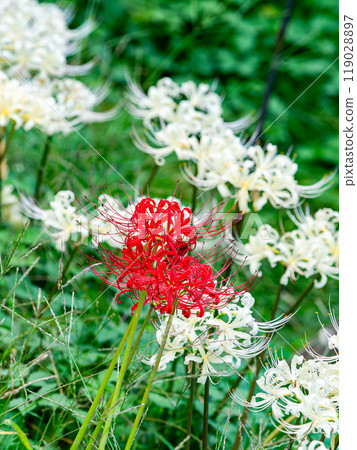 A seasonal feature of autumn: the gorgeous red and white blooms of red spider lilies 119028897