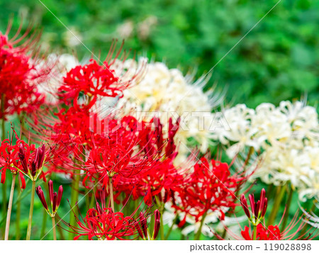 A seasonal feature of autumn: the gorgeous red and white blooms of red spider lilies A seasonal feature of autumn: the gorgeous red and white blooms of red spider lilies 119028898