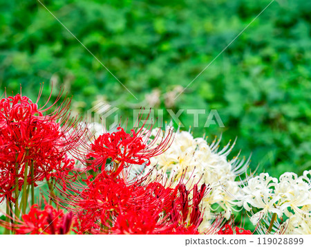 A seasonal feature of autumn: the gorgeous red and white blooms of red spider lilies 119028899