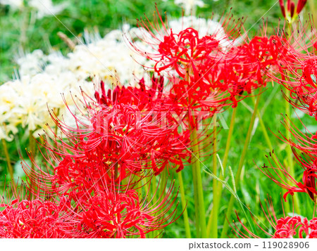 A seasonal feature of autumn: the gorgeous red and white blooms of red spider lilies A seasonal feature of autumn: the gorgeous red and white blooms of red spider lilies 119028906