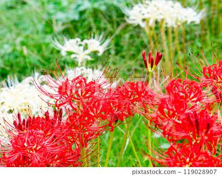 A seasonal feature of autumn: the gorgeous red and white blooms of red spider lilies A seasonal feature of autumn: the gorgeous red and white blooms of red spider lilies 119028907