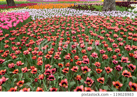 [Hitachi Seaside Park] Tulips in Tamago no Mori are in full bloom 119028983