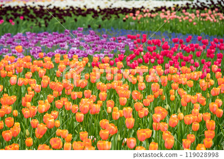 [Hitachi Seaside Park] Tulips in Tamago no Mori are in full bloom 119028998