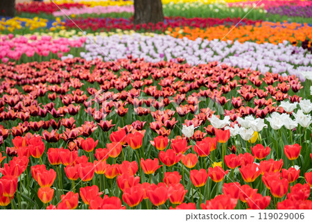 [Hitachi Seaside Park] Tulips in Tamago no Mori are in full bloom 119029006