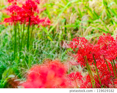 A seasonal feature of autumn: ripe rice and red spider lilies in full bloom along the footpaths A seasonal feature of autumn: ripe rice and red spider lilies in full bloom along the footpaths 119029182