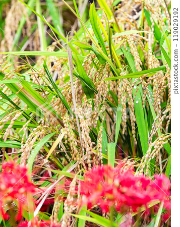 秋天的標誌性景觀：成熟的稻穀和田埂上盛開的紅蜘蛛百合 119029192