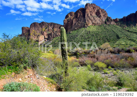 Salt River Recreation Area Arizona Salt River Recreation Area Arizona 119029392