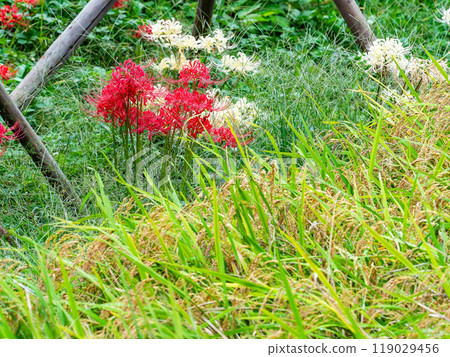 A seasonal feature of autumn: ripe rice and beautiful red and white spider lilies blooming on the side of the field 119029456