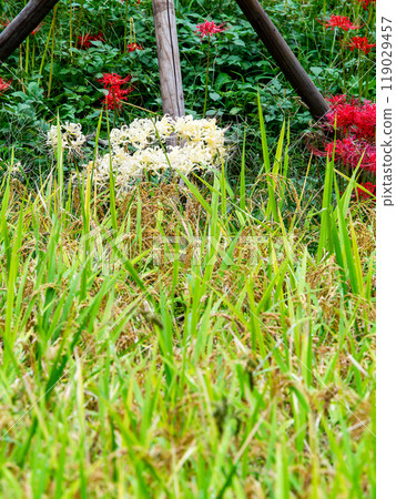 A seasonal feature of autumn: ripe rice and beautiful red and white spider lilies blooming on the side of the field A seasonal feature of autumn: ripe rice and beautiful red and white spider lilies blooming on the side of the field 119029457