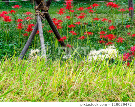A seasonal feature of autumn: ripe rice and beautiful red and white spider lilies blooming on the side of the field 119029472