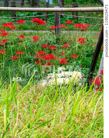 A seasonal feature of autumn: ripe rice and beautiful red and white spider lilies blooming on the side of the field 119029473