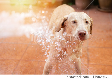 Scared of water labrdor dog 119029679