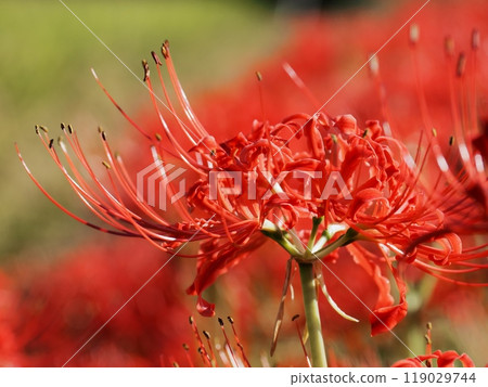 Higambuna Higambuna 119029744