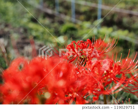 Higambuna 119029751