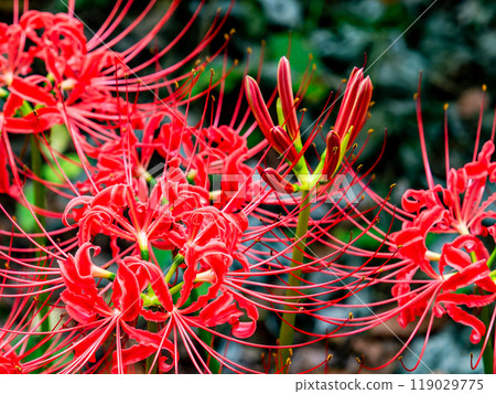 秋季傳統:美麗鮮紅的蜘蛛百合綻放華麗 秋季傳統:美麗鮮紅的蜘蛛百合綻放華麗 119029775