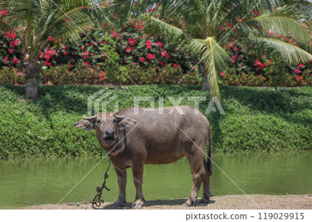 The buffalo is stay in nature garden near the canal at thailand 119029915